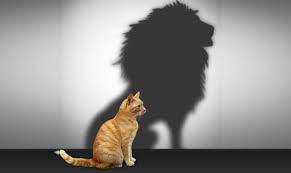 cat lion shadow